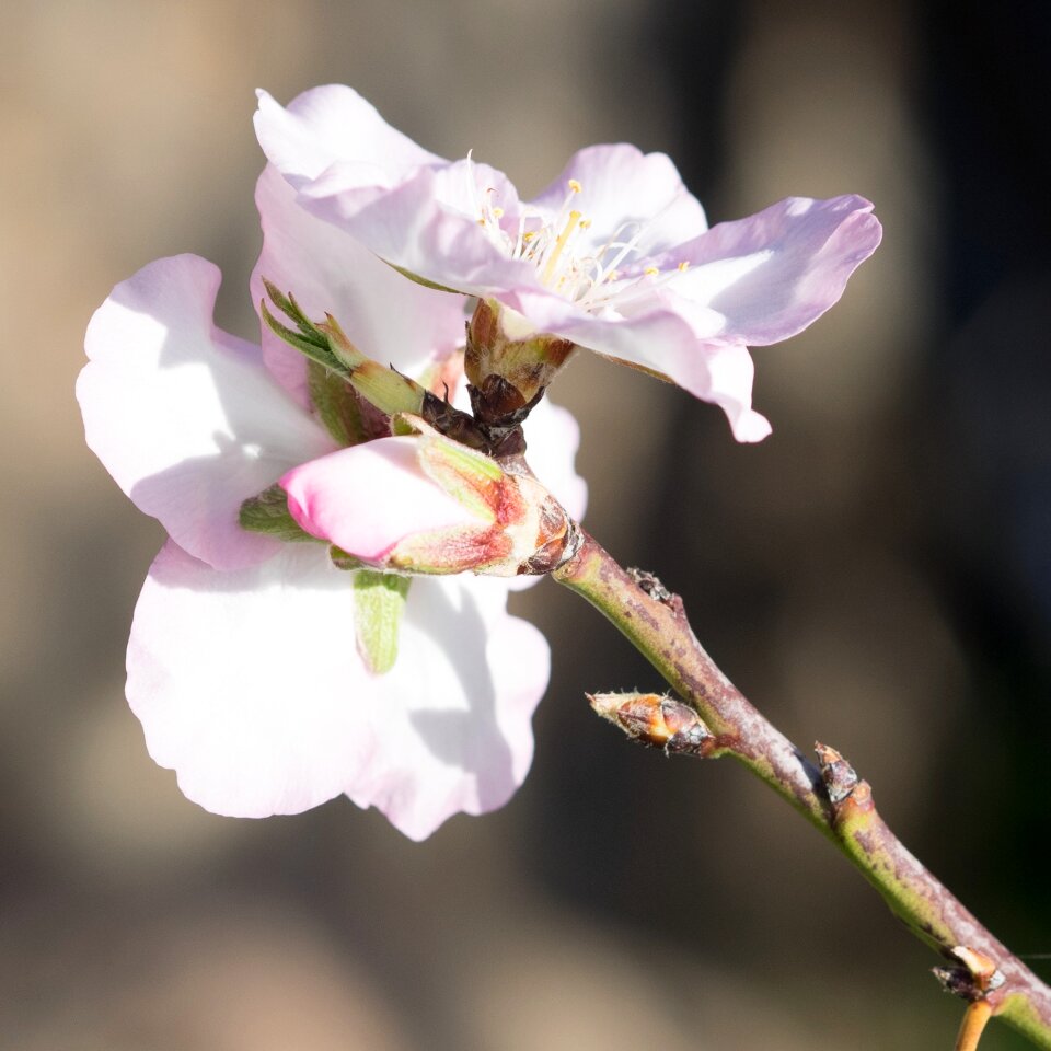 Pink flowers flowering twig