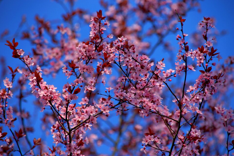 Apple blossom spring nature