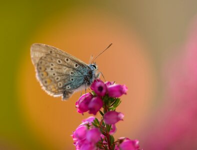 Butterflies blue restharrow's blue photo