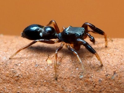 Synageles bishopi 78864406