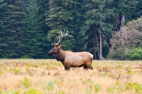 Moose california humboldt county
