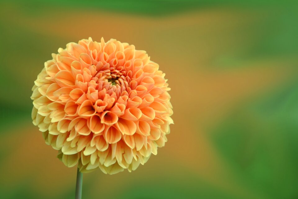 Dahlia yellow orange plant photo