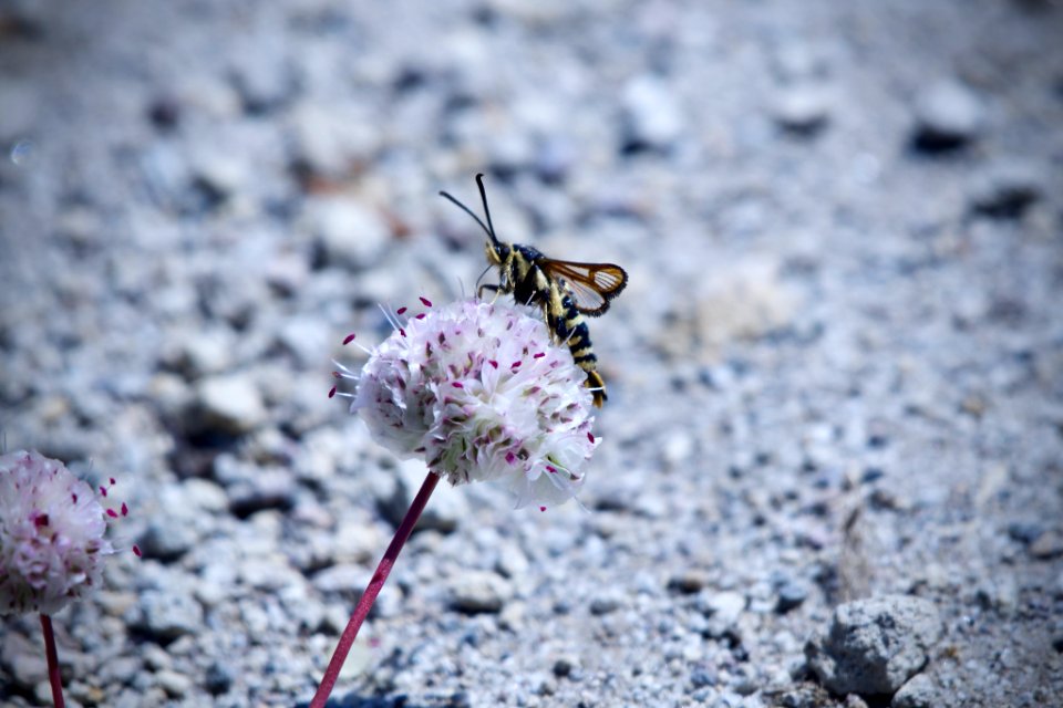 Synanthedon chrysidipennis 141381058