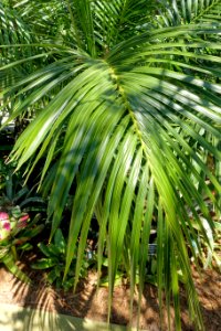 Syagrus schizophylla - Naples Botanical Garden - Naples, Florida - DSC09664