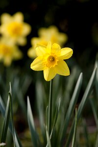 Flowers spring beautiful