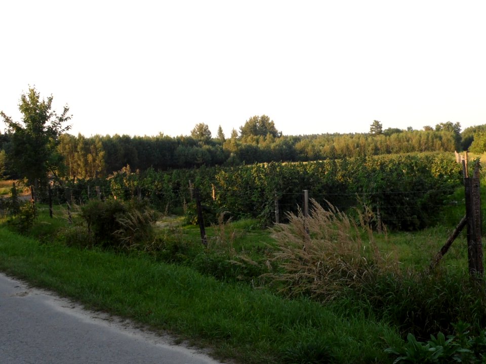 SYBIR cz.wsi PASIEKI, woj.lubelskie. AB-026