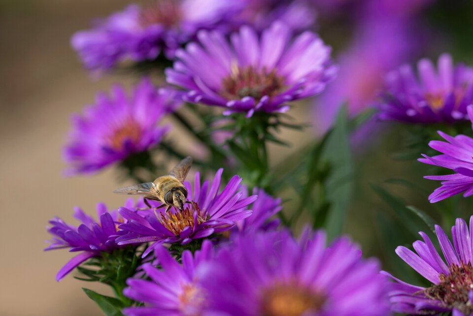 Blossom bloom aster