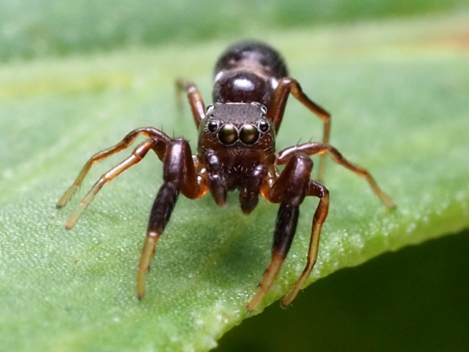 Synageles bishopi 79413864