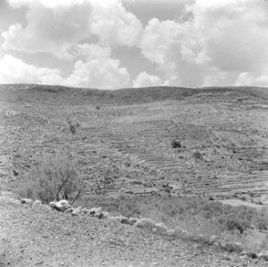 Terrassen op de berghellingen van Judea, Bestanddeelnr 255-0840