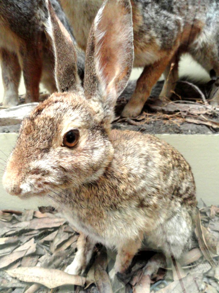 Sylvilagus audubonii vallicola - Pacific Grove Museum of Natural History - DSC06649