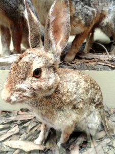 Sylvilagus audubonii vallicola - Pacific Grove Museum of Natural History - DSC06649