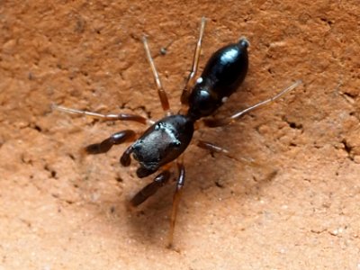 Synageles bishopi 78864533