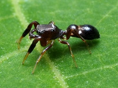 Synageles bishopi 78864575