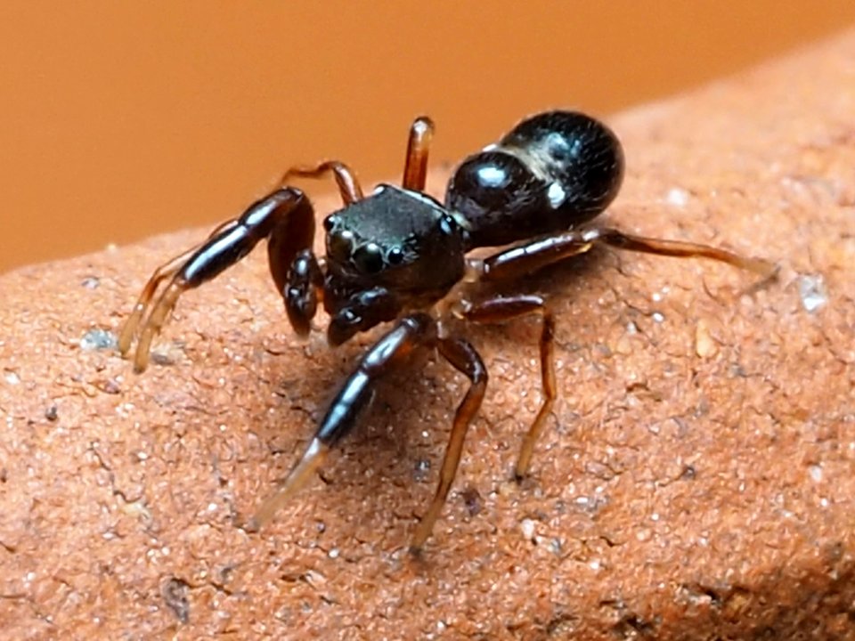 Synageles bishopi 78864515