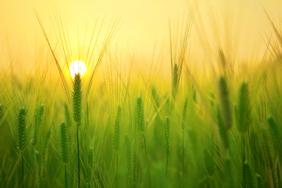 Sunrise morning landscape