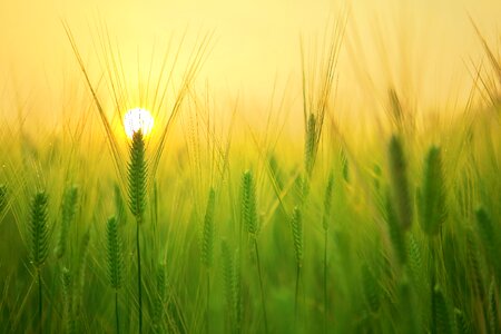 Sunrise morning landscape