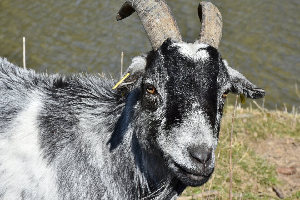 Livestock billy goat goat's head
