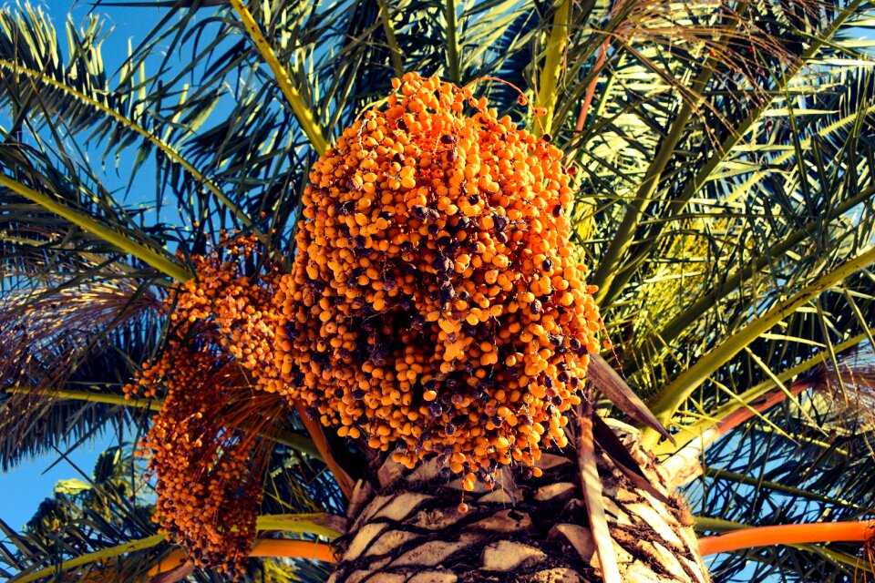 Tropical fruit plant