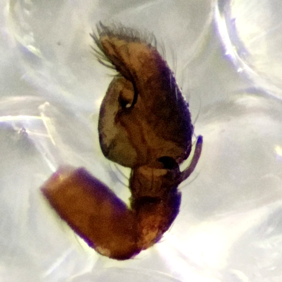 Synageles bishopi pedipalp