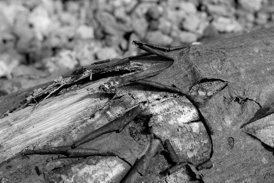 Black and white monochrome detail