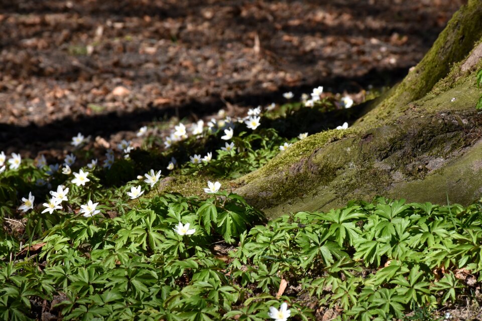 Nature tree tree root