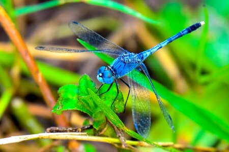 Blue eyes green