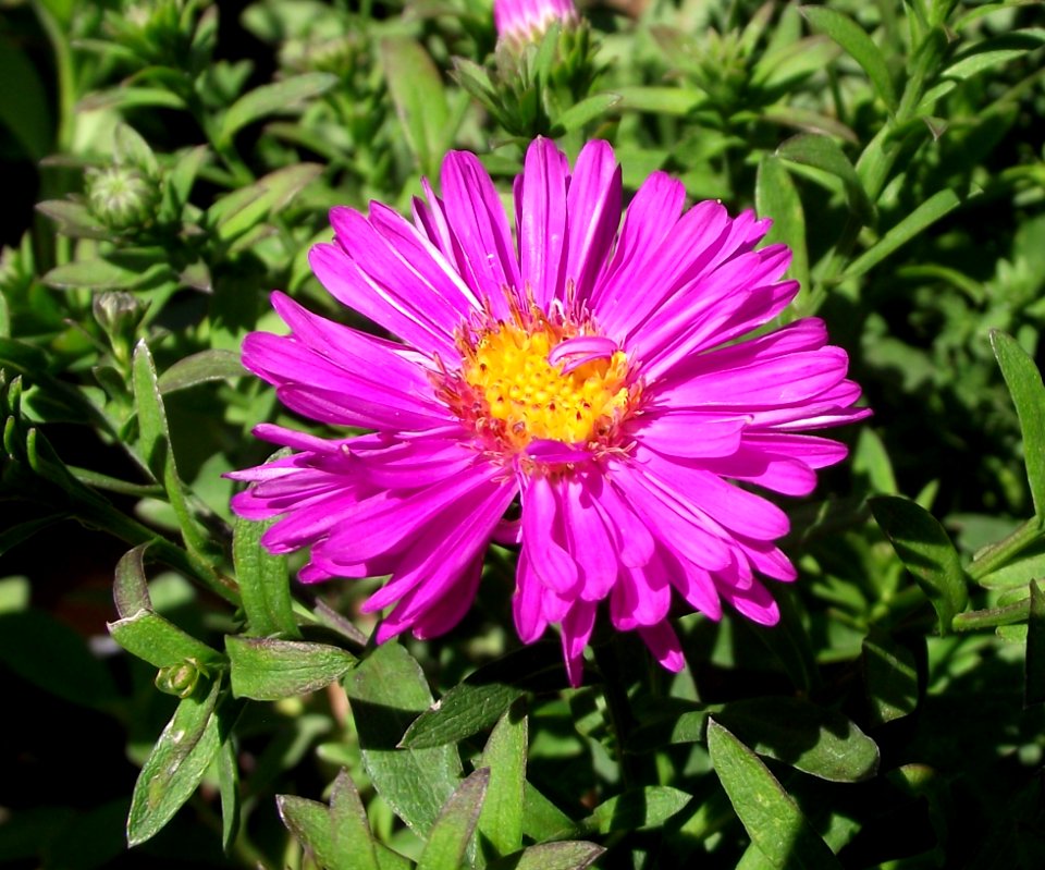 Symphyotrichum novi-belgii 'Alert'