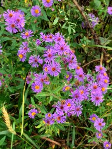 Symphyotrichum novae-angliae flower (41)