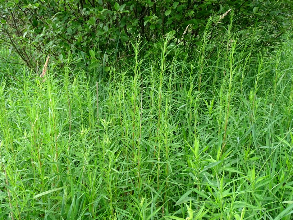 Symphyotrichum lanceolatum july 6 2019
