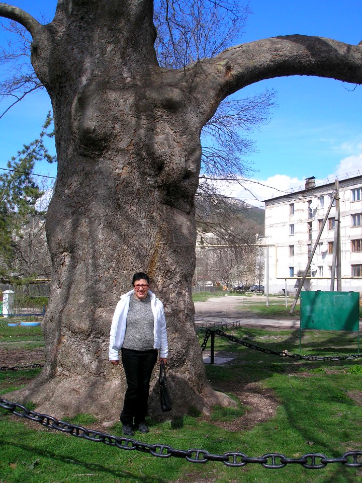 Sycamore Pallas 2