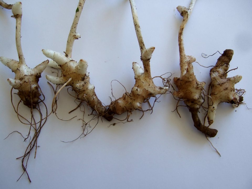 Symphytum officinaleaa
