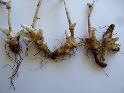 Symphytum officinaleaa