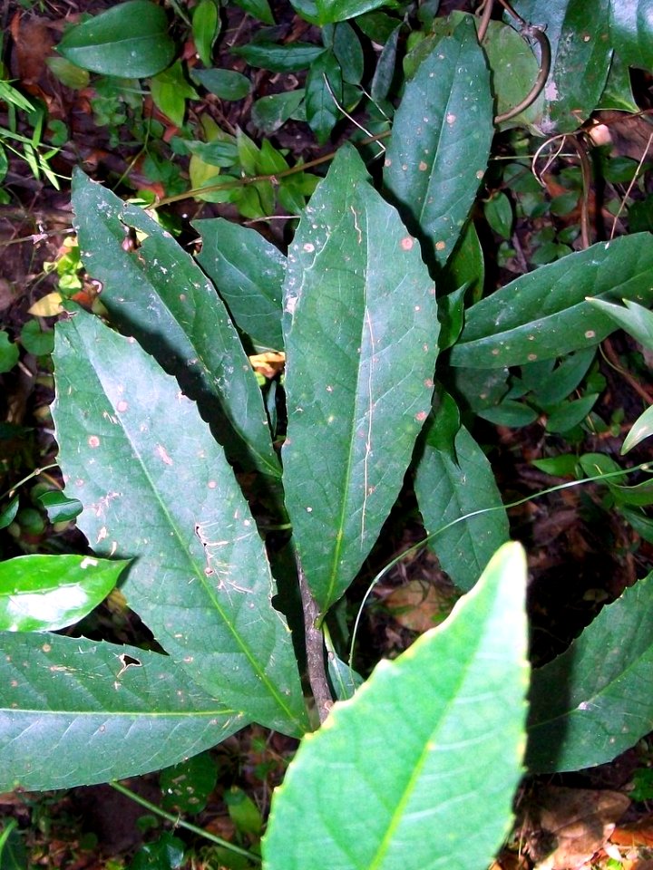Symplocos thwaitesii Cattai Creek