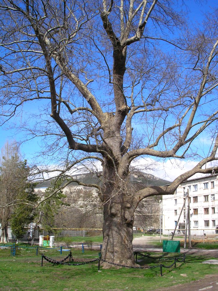 Sycamore Pallas 1