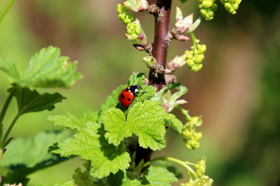 Ladybug blossom bush