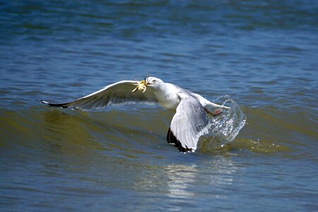 Prey flying cancer
