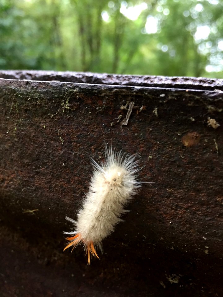 Sycamore Tussock Moth Durham NC