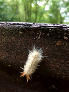 Sycamore Tussock Moth Durham NC