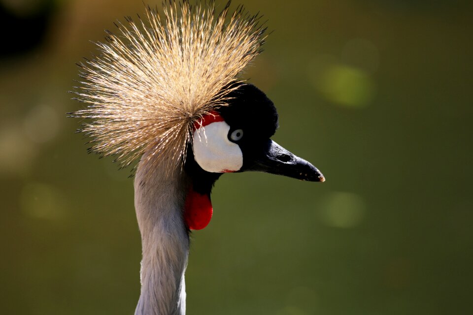 Crest head close-up