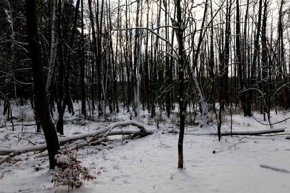 Teufelsbruch with snow 2021-02-10 13