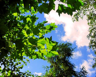 Clouds mood trees