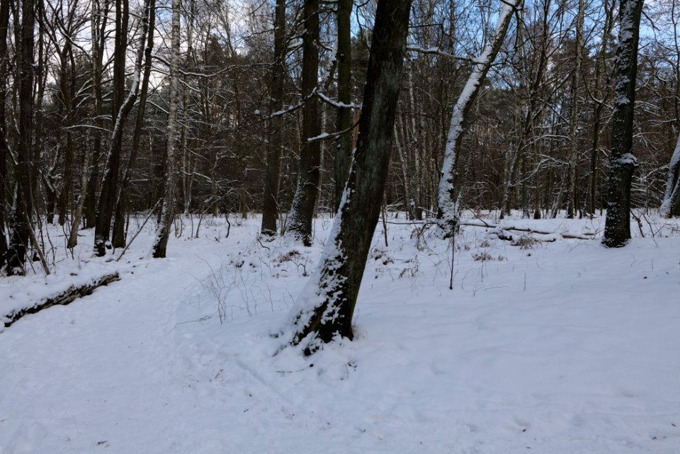 Teufelsbruch und Nebenmoore nature reserve with snow 2021-02-10 07