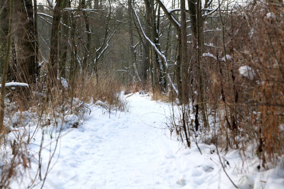 Teufelsbruch with snow 2021-02-10 21