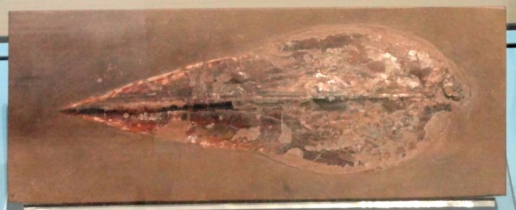 Teudopsis subcostata, Holzmaden, Germany, Early Jurassic - Royal Ontario Museum - DSC09936