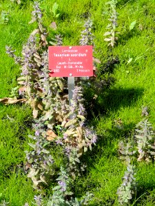 Teucrium scordium - Botanischer Garten, Frankfurt am Main - DSC02715