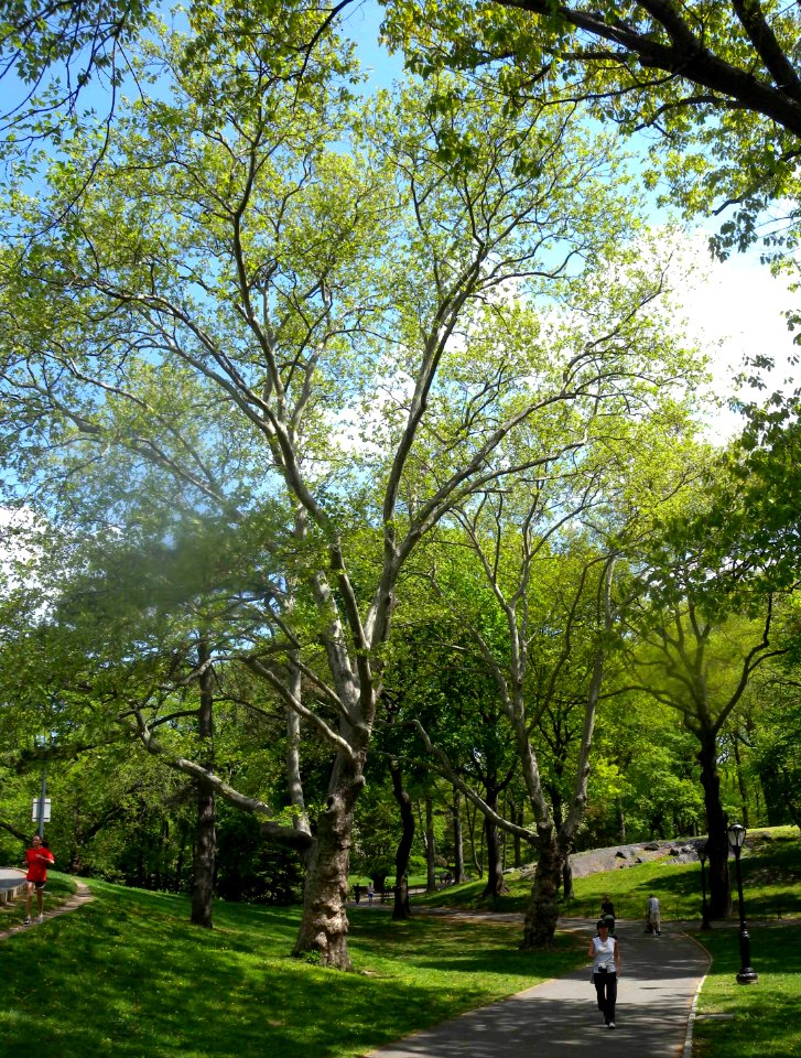 Sycamore SW of Great Lawn jeh