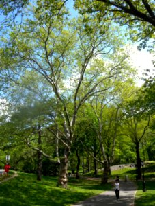 Sycamore SW of Great Lawn jeh