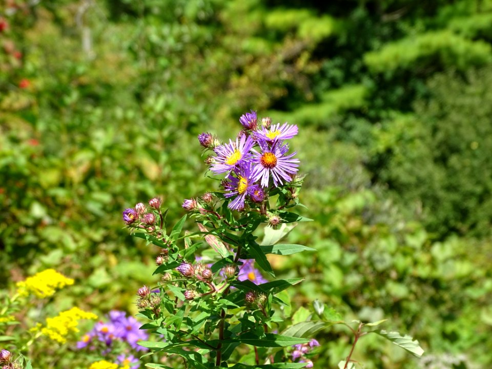Symphyotrichum novae-angliae flower (44)