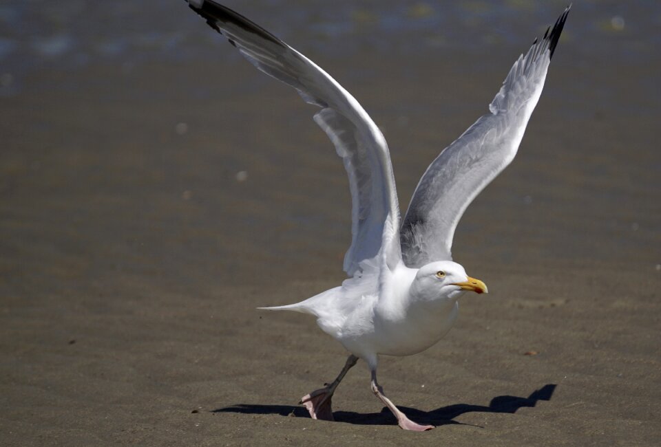 Flying wing animal world