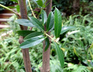 Symplocos lucida (Symplocos tetragona) - Chengdu Botanical Garden - Chengdu, China - DSC03261
